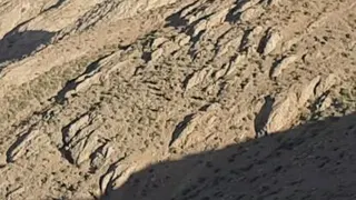 حیات وحش زیرکوه