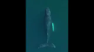 صدای باور نکردنی که از دریا می آید😮🌊