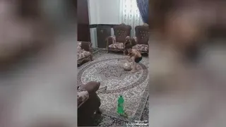 نابغه محمد بهنیا
