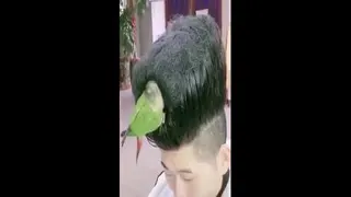 عجب موهایی داره توش پرنده زندگی میکنه