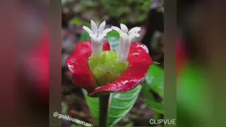 خشکلی دردسر داره🤪