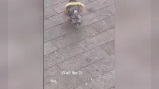 کبوتر با وفا