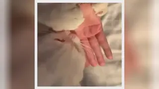 گربه لوسی