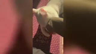 بازی لوسی