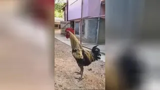 قوقولی قوقوی ادامه دار و خنده دار خروس