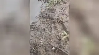 پل مورچه‌ای