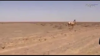 حس مادری در حیوانات