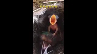 جوجه خواننده 😂😂