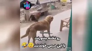 خروسه زدش