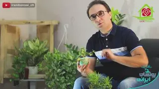 معرفی گلخانه های برتر و مشاغل مرتبط با گل و گیاه، در مجموعه مستند آموزشی گلگردی https://iranibonsai.com بونسای ایرانی