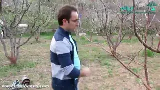 آموزش تکنیک ریشه هوایی برای ساخت بونسای- علیرضا خورشیدی