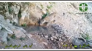 ثبت تصاویر پلنگ در شهرستان کازرون فارس