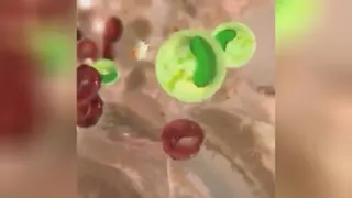 فواید روزه
