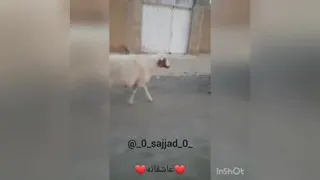 ببعی🐏🐑
