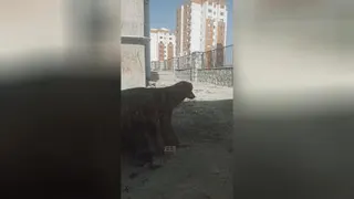 سگ با9تا بچه