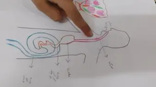 مسیر گوارش غذا