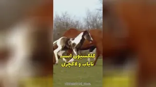 سردار آزمون