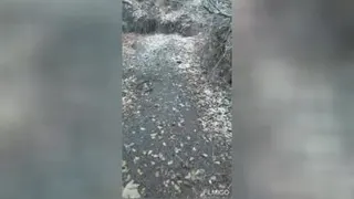 پاییز برگ ریزان