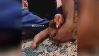 مرغ هم مرغ های قدیم😂