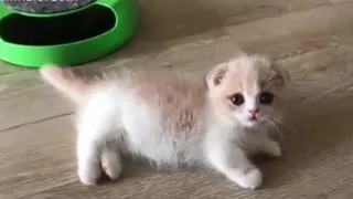 گربه های کیوت😻😻