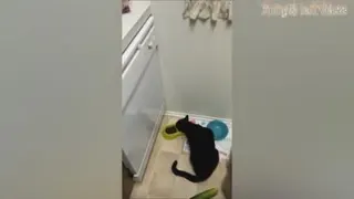 چالش گربه ها و خیار🥒