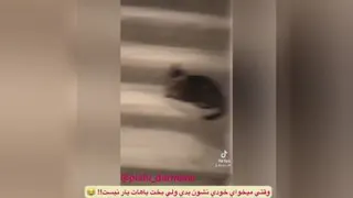 جوگیر نشیم