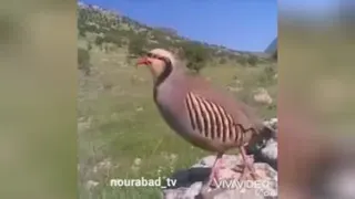 موزیک ویدئو لری
