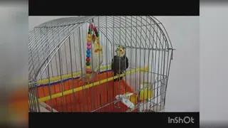 عروس هلندی سخنگو