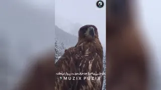 موفقیت