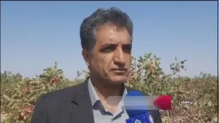 پسته خندان، کشاورز خندان، برق در جریان *پنل خورشیدی ناجی کشاورزی خراسان در تابست