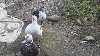 پرندگان زیبا