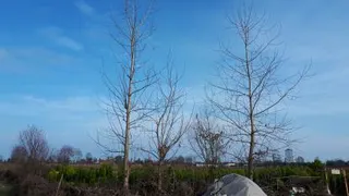 سگ نگهبان و شنیدن صدای زیبای طبیعت