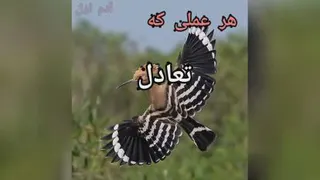 #تعادل