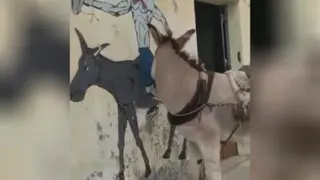 خر عاشق