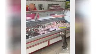 گربه خانونگی🤣