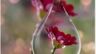 فیلم پلوچی