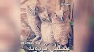 تفاوت مجلس مردانه و زنانه