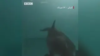 مستند حیوانات و پرنده گان..
