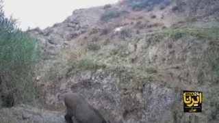 مستند حیوانات و پرنده گان..