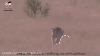 آهنگ کانگورو