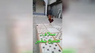 شوخی با خروس