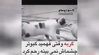 رحم کردن