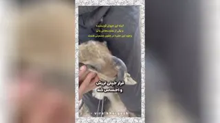 بریدن شاخ گوسفند بز