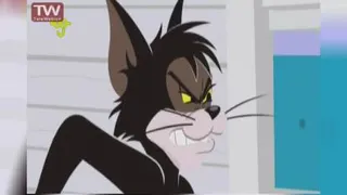 موش و گربه