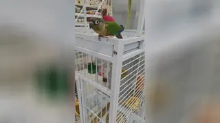 کاسکوها رنگی رنگی