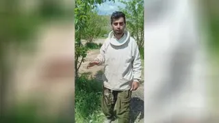 جامعه پیشرفته زنبور عسل