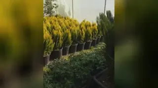 گلخانه لوتوس