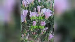 معرفی گیاه پیچک صحرایی