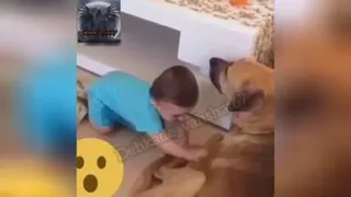 حمله سگ خانگی به بچه شش ماهه😲😲😲