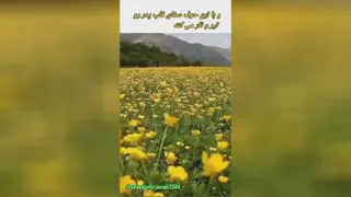 نیش زبان
